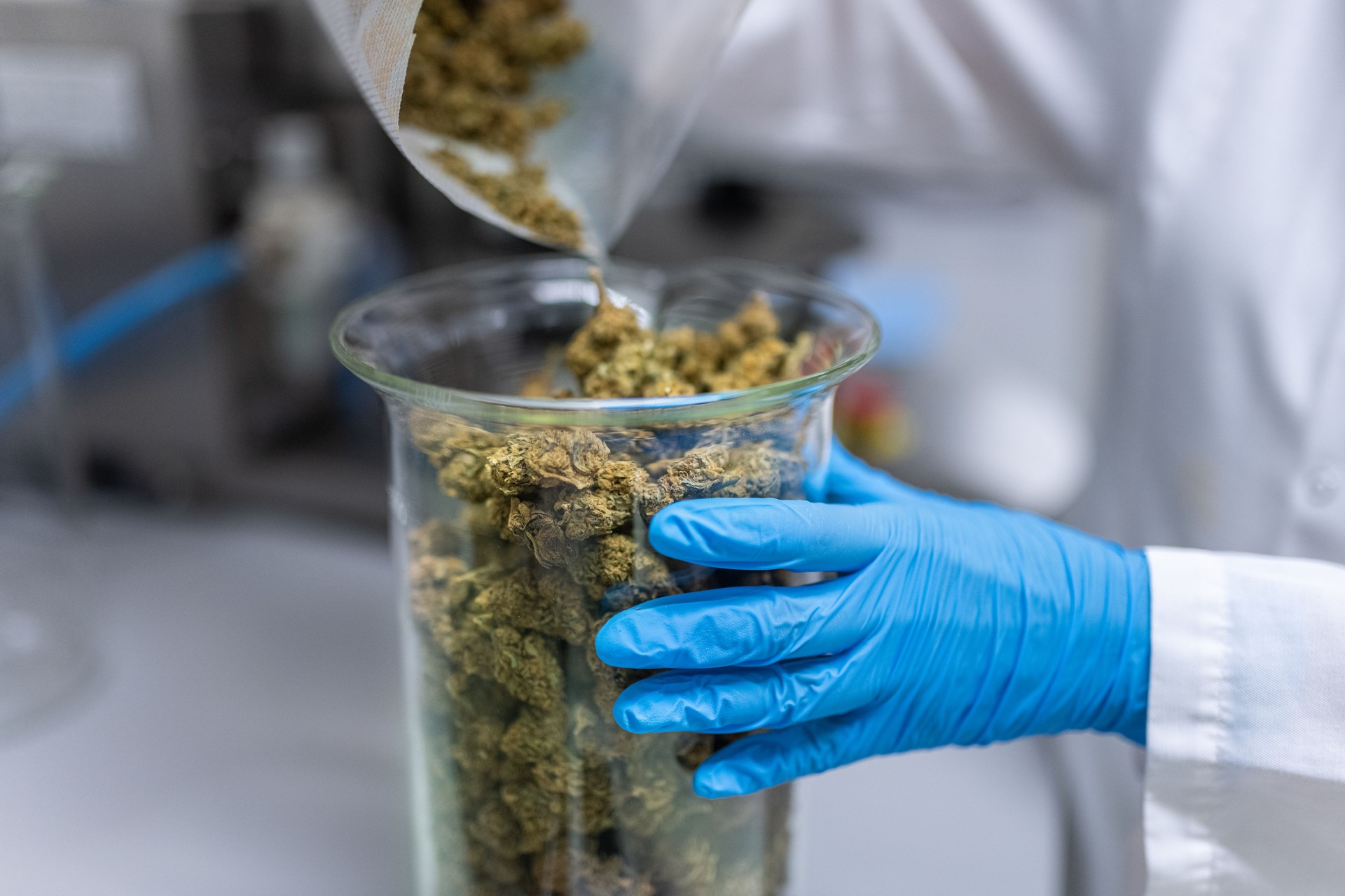 A woman pharmacist examines carob flowers in the production laboratory